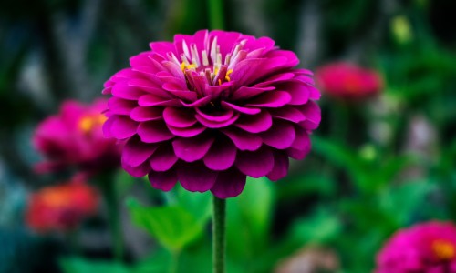 四季草颗粒哪里能买到-【四季草颗粒哪里能买到】四季草颗粒哪里能买到 - 四季草颗粒哪里有卖网